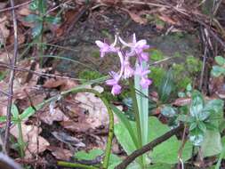 Image of Roman Dactylorhiza