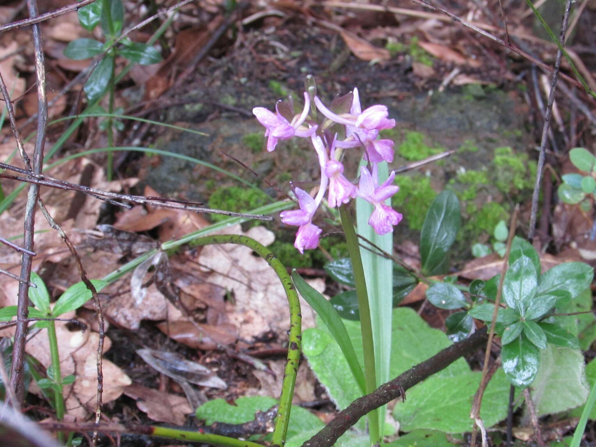 Image of Roman Dactylorhiza