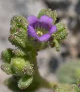 Image of Parish's Scorpion-Weed