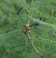 Слика од Vachellia arenaria (Schinz) Kyal. & Boatwr.