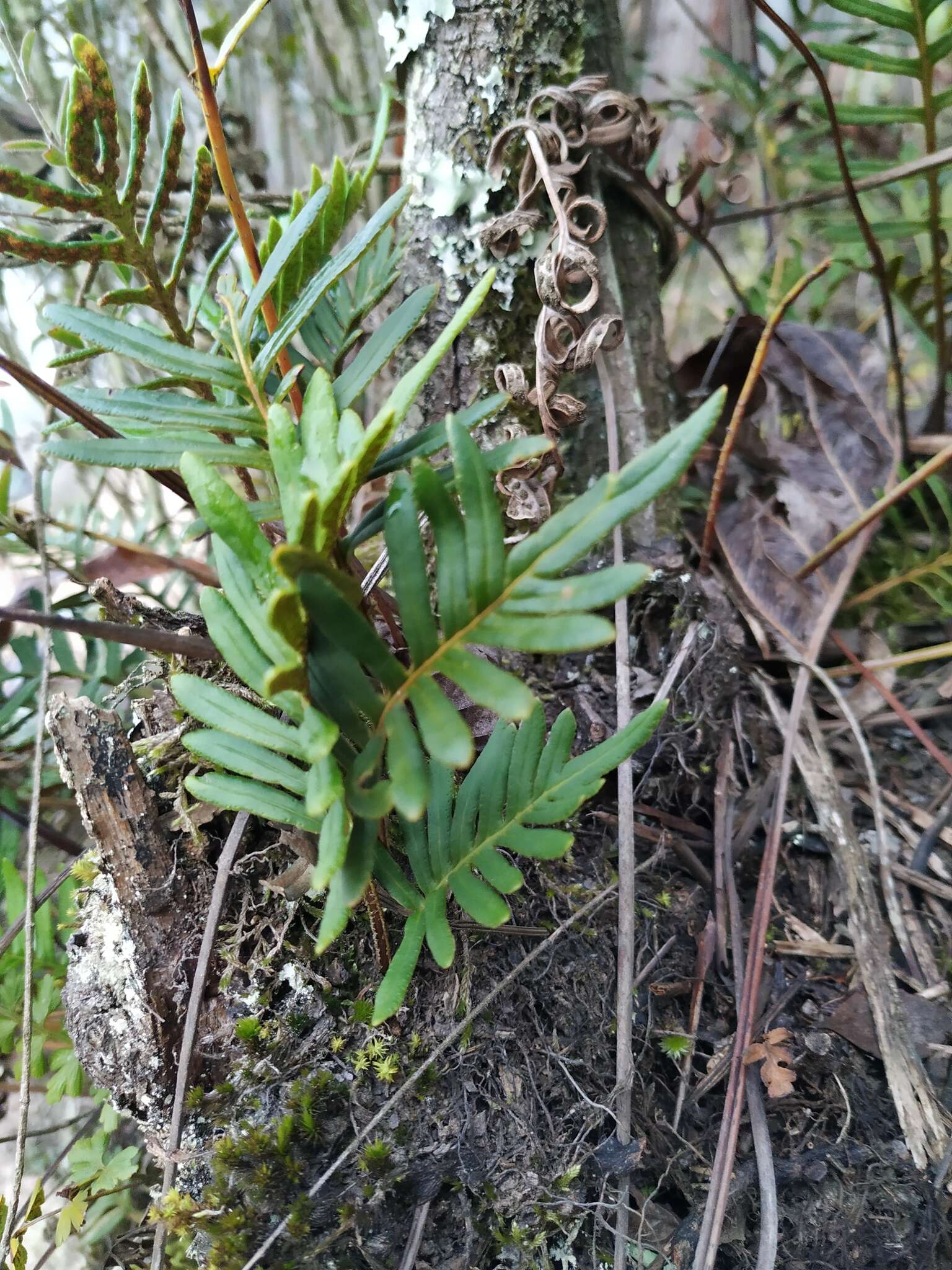 Слика од Pleopeltis orientalis Sundue