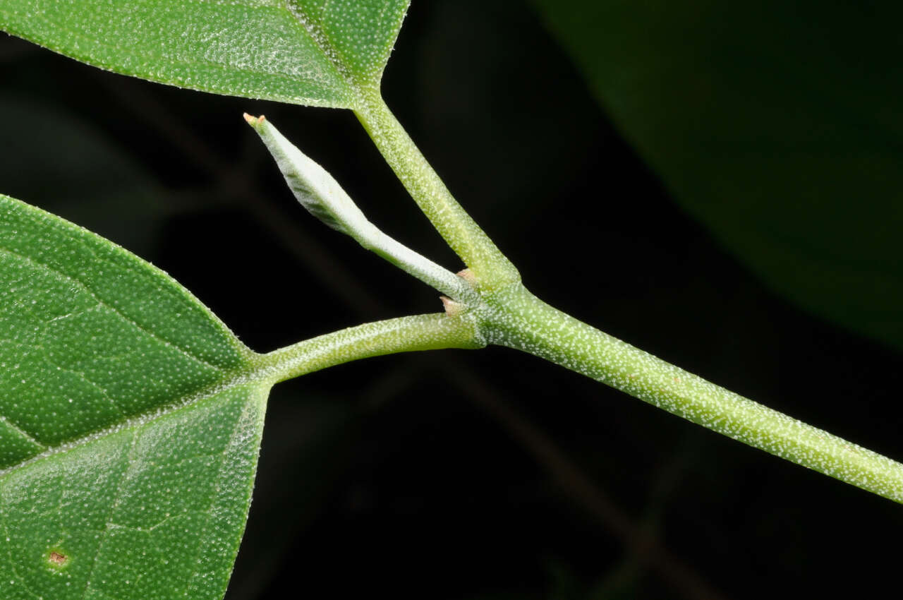 Image of Deutzia pulchra S. Vidal