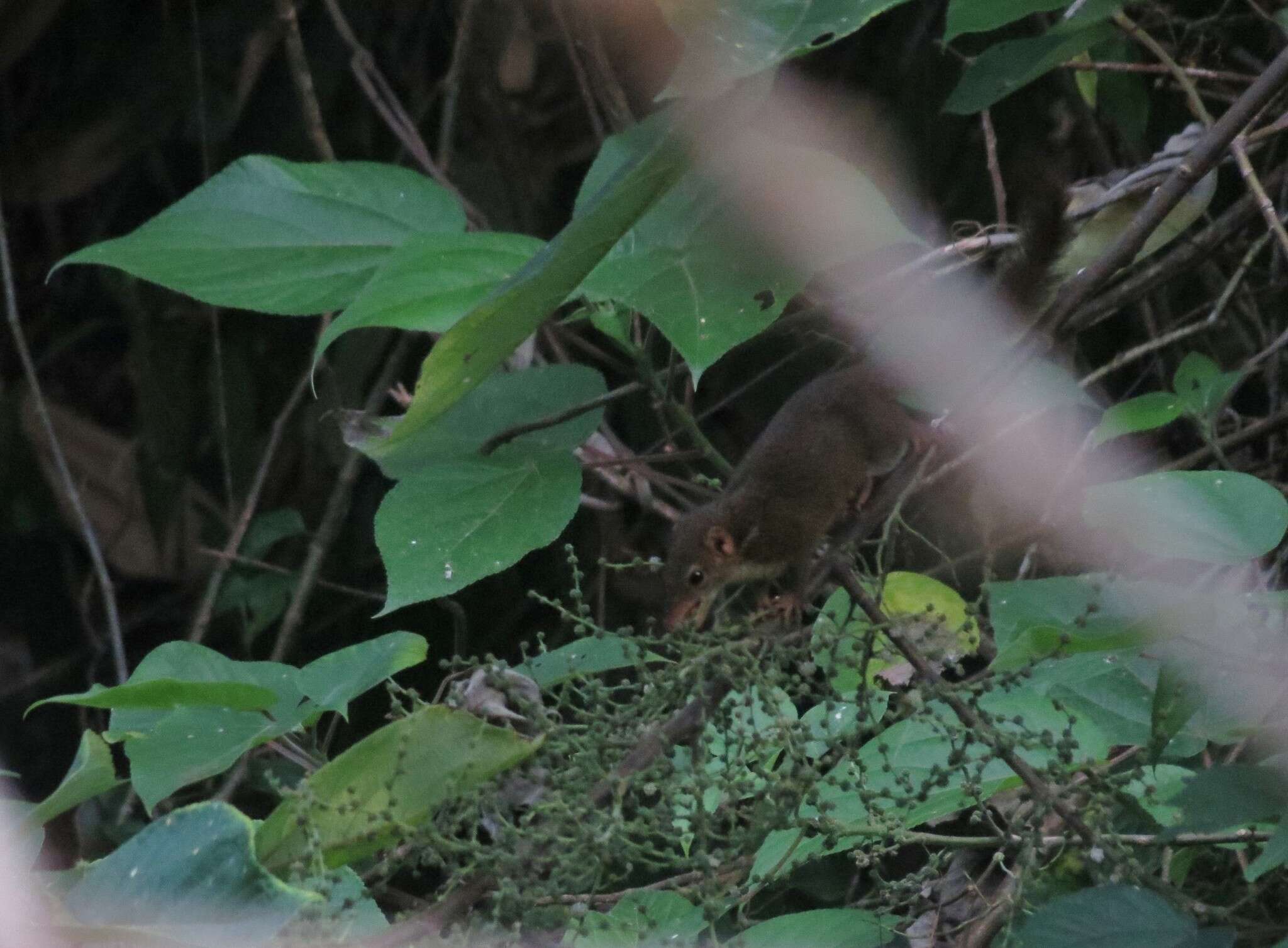 Image of Horsfield's Treeshrew