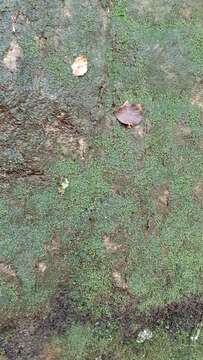 Image of Common Fold-leaf Liverwort