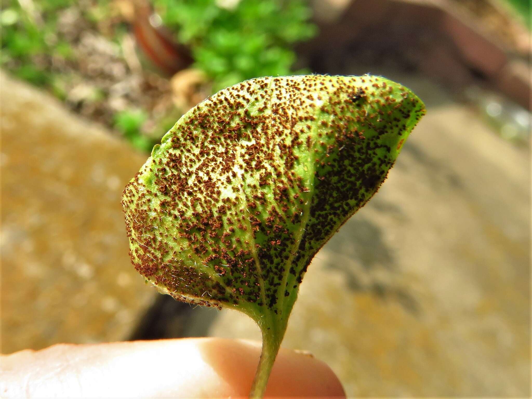 Image of Puccinia dichondrae Mont. 1852