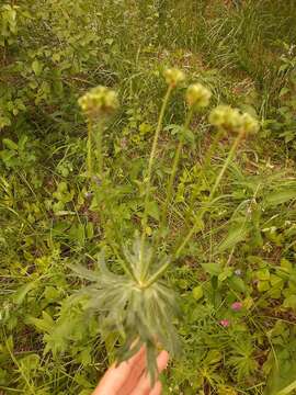 Imagem de Anemonastrum narcissiflorum subsp. crinitum (Juz.) Raus