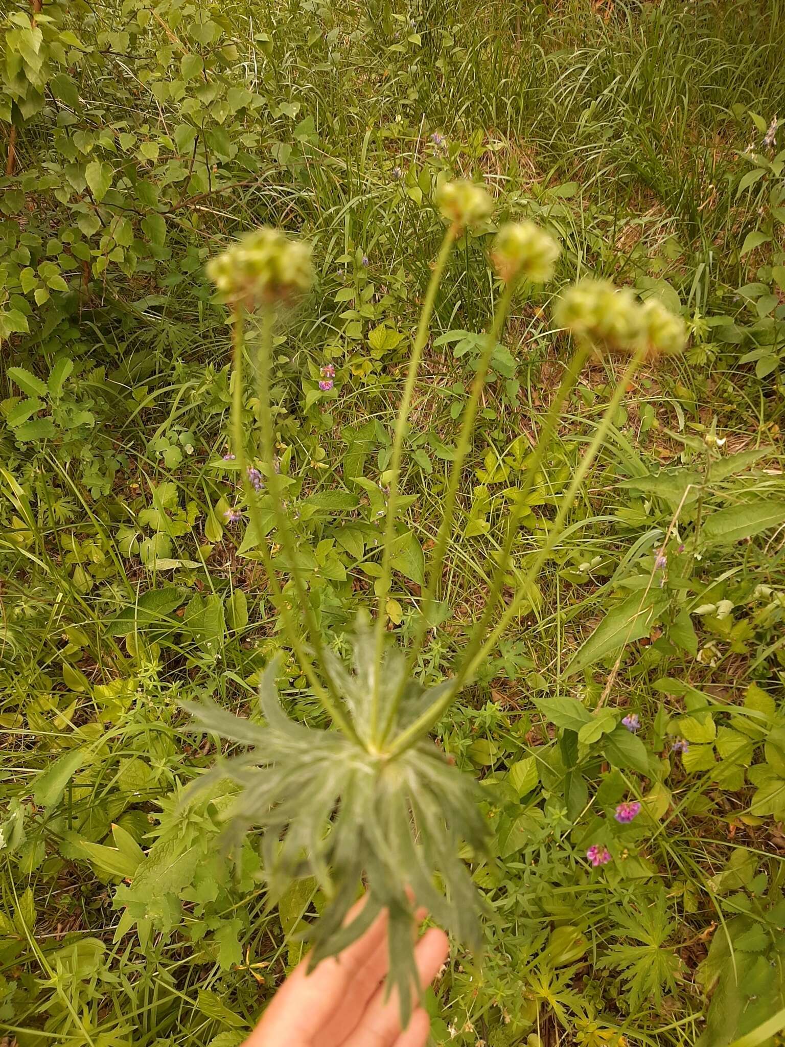 Imagem de Anemonastrum narcissiflorum subsp. crinitum (Juz.) Raus