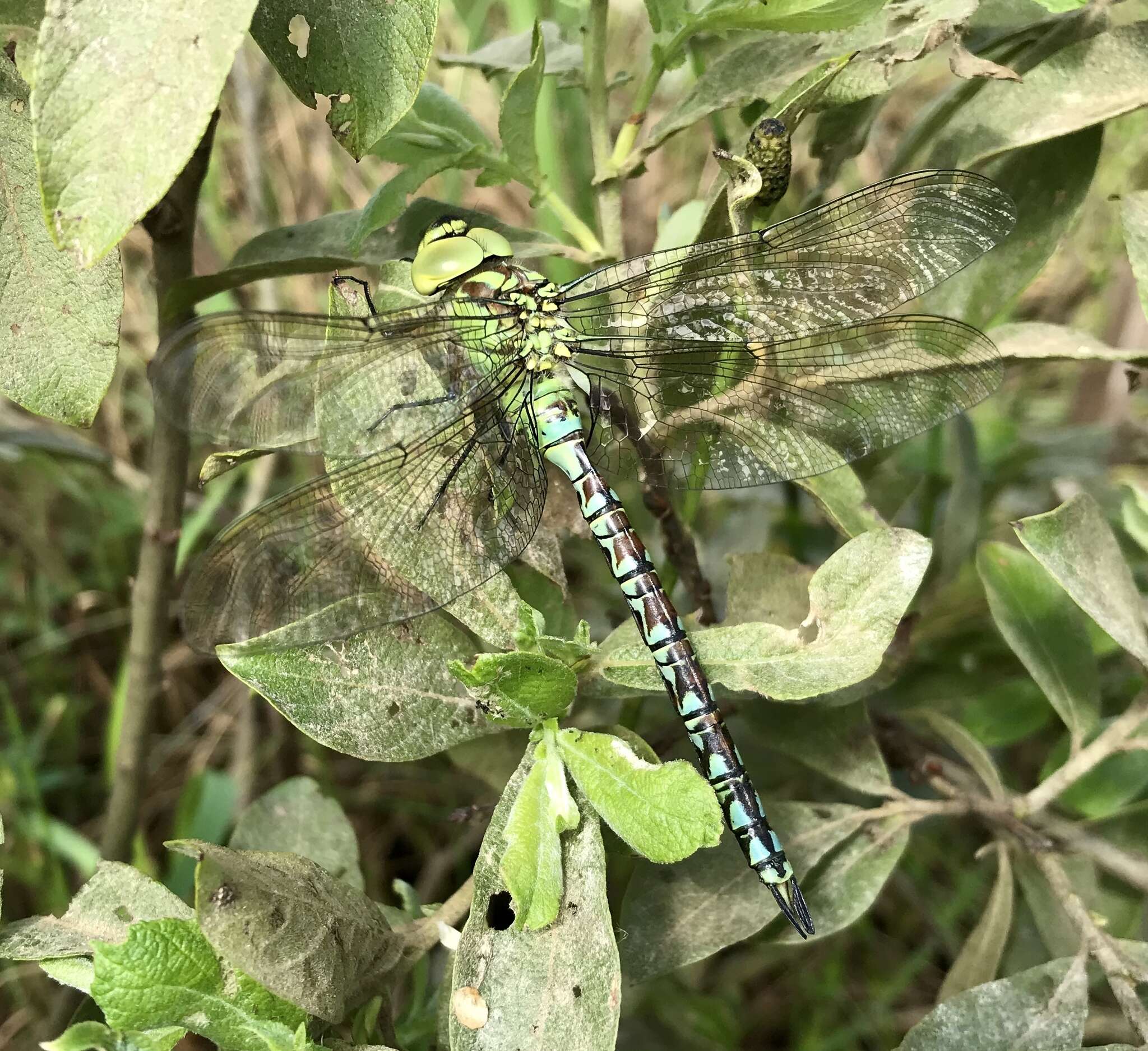 Image of Green Hawker