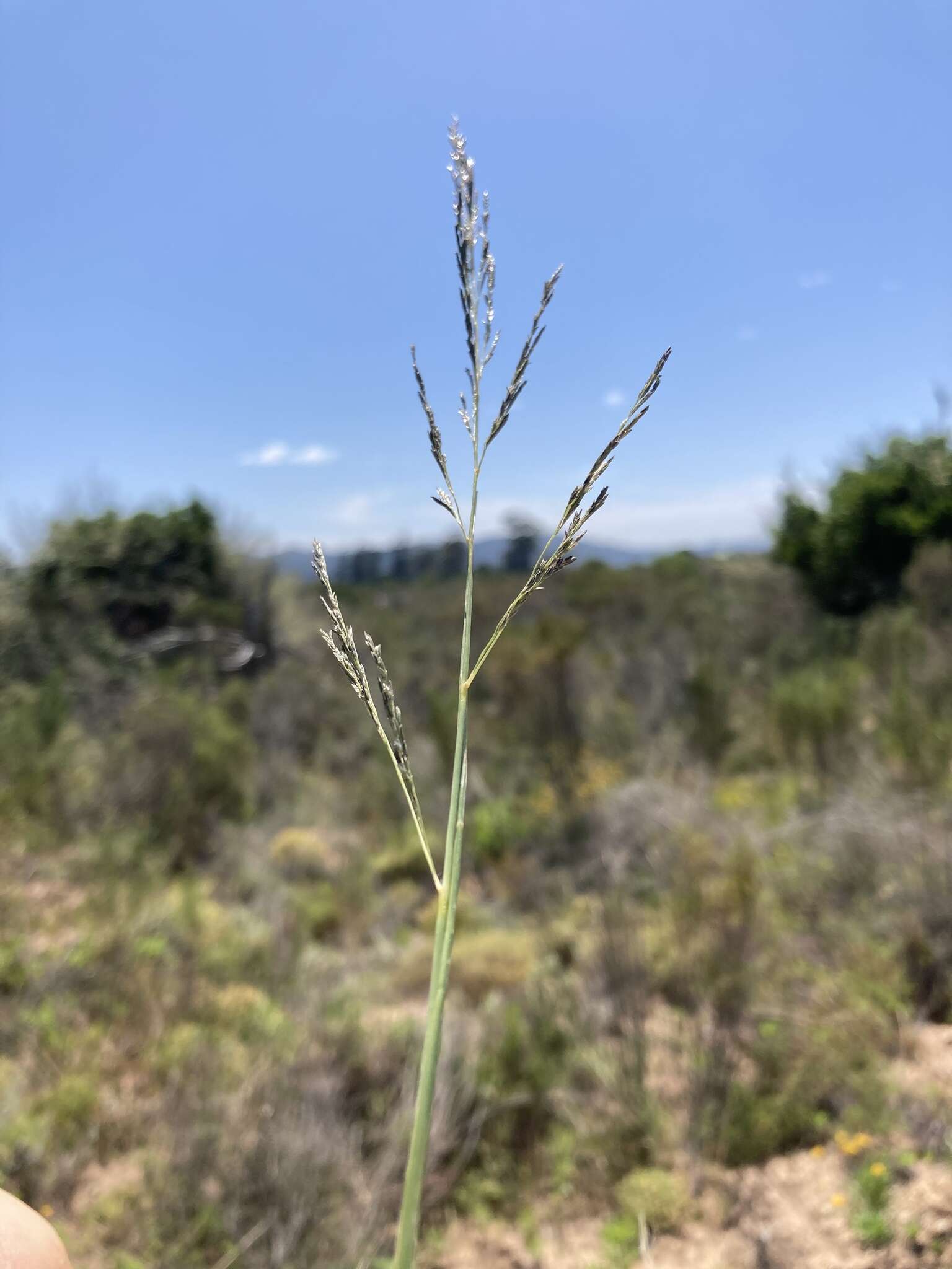 Image of Tough love-grass