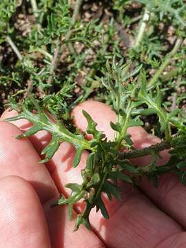 Image of cutleaf nightshade