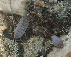 Image of Porcellionides sexfasciatus (Budde-Lund 1885)