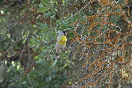 Image of Lawrence's Goldfinch