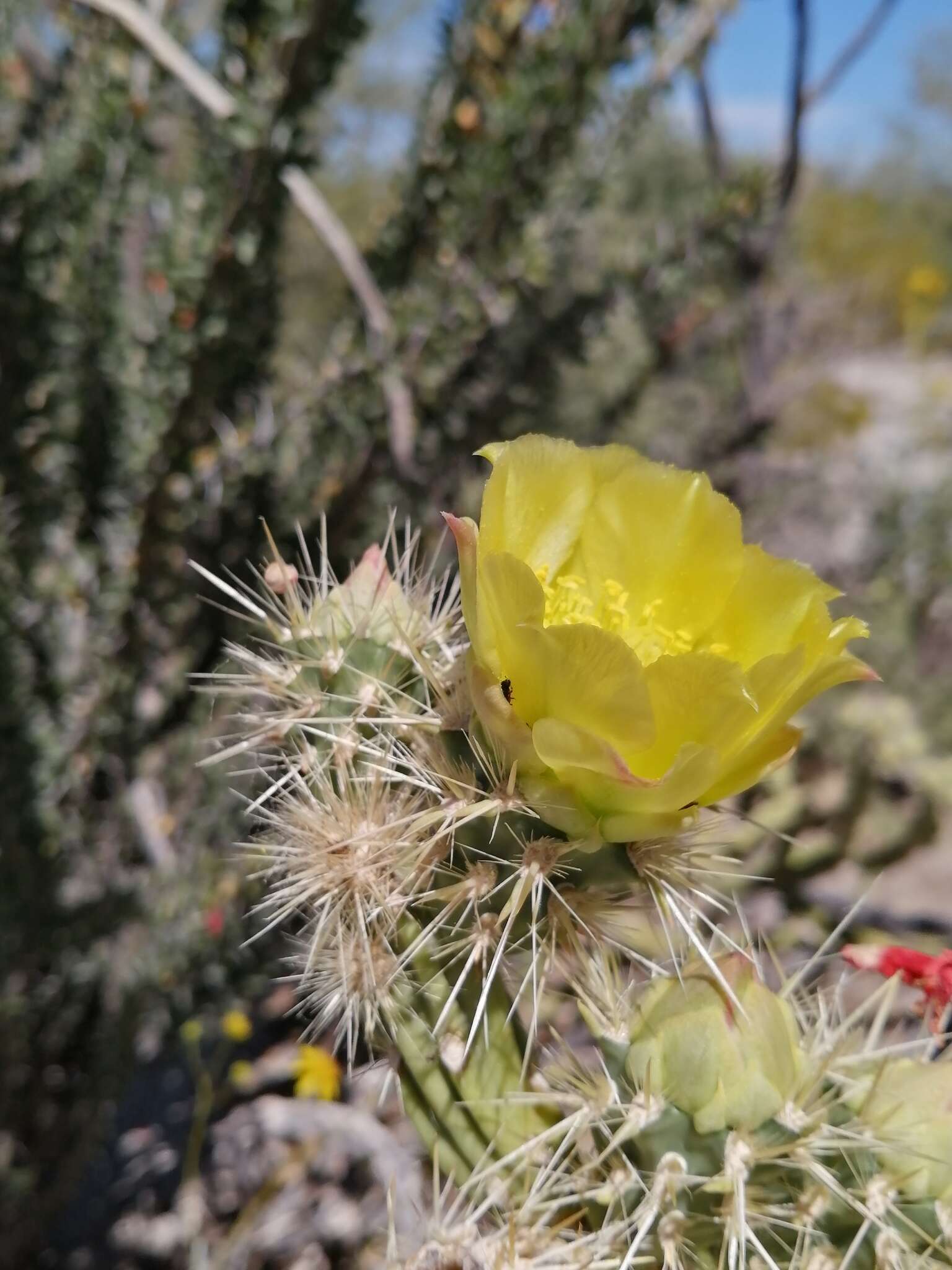 Image de Cylindropuntia californica var. delgadilloana (Rebman & Pinkava) Rebman