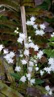 Image of hammock snakeroot