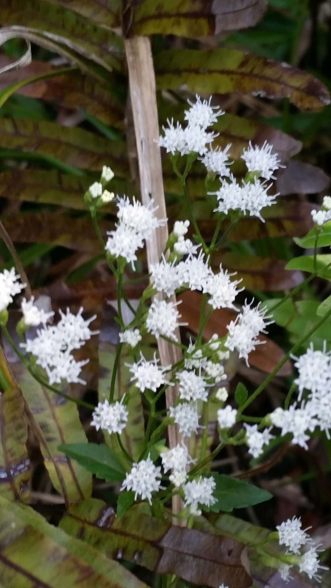 Imagem de Ageratina jucunda (E. Greene) A. Clewell & Woot.