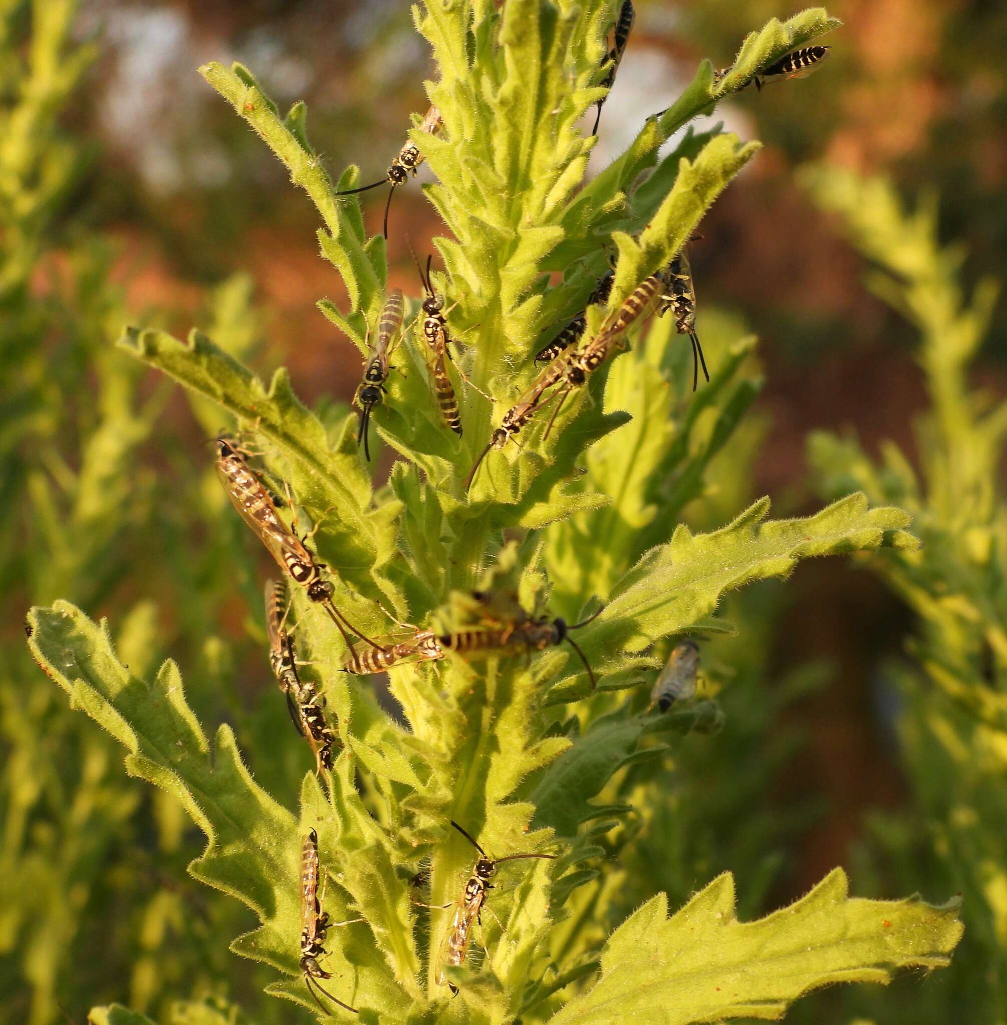 Myzinum frontalis (Cresson 1875)的圖片