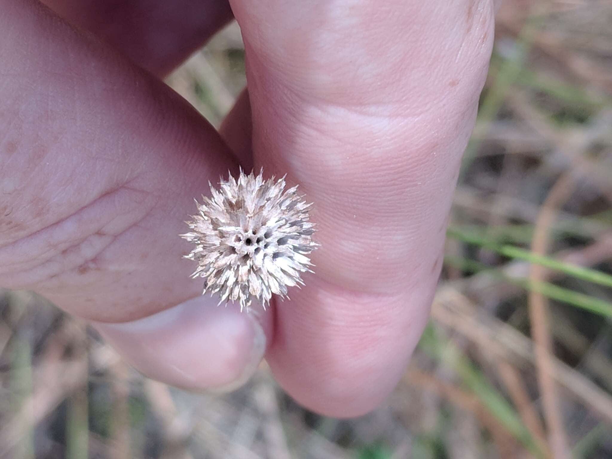 Image of coastal plain honeycombhead