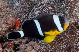 Amphiprion chrysogaster Cuvier 1830 resmi