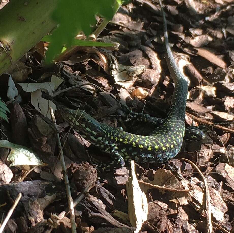 Image of Podarcis muralis nigriventris Bonaparte 1838