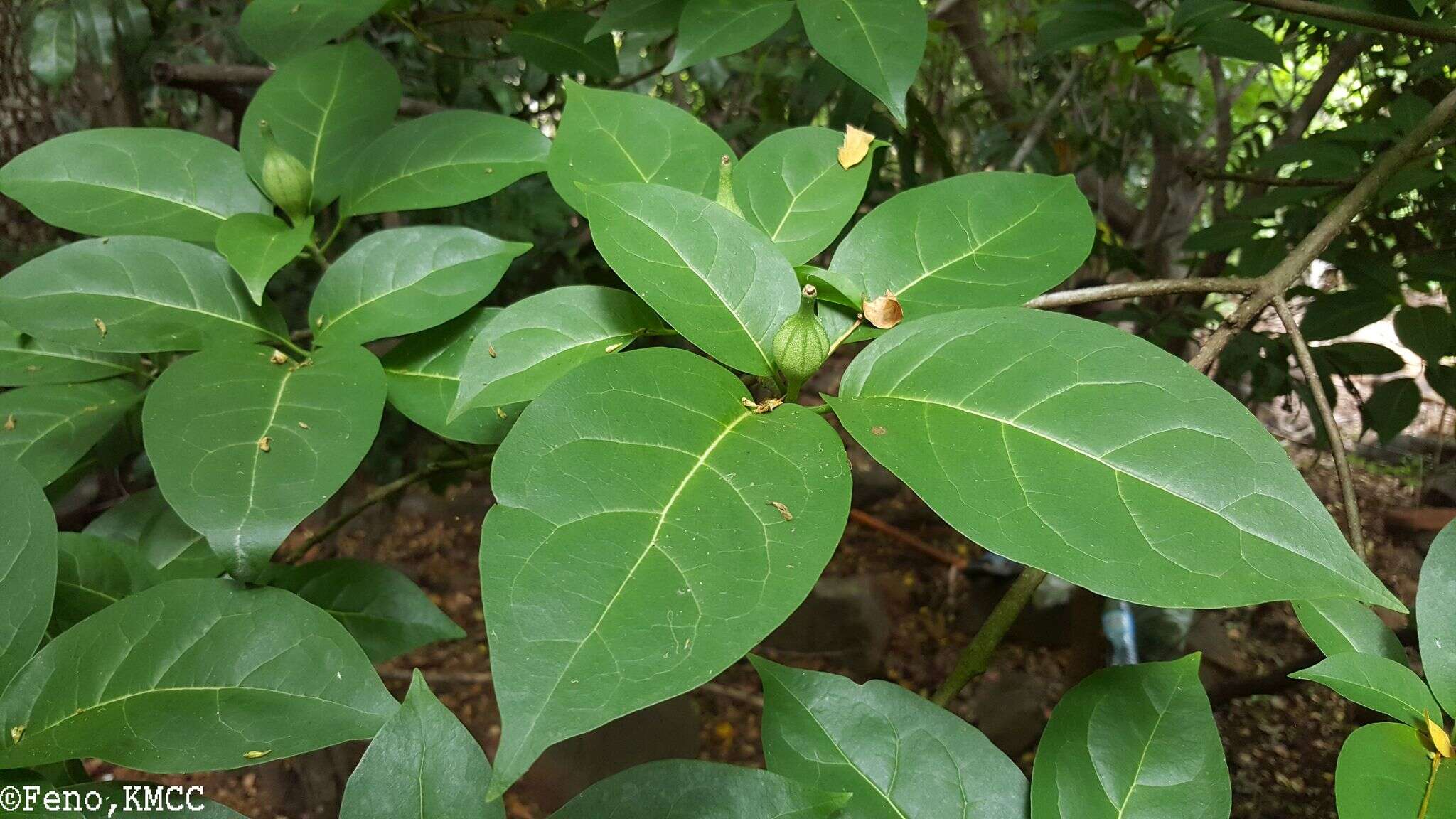 Image of Grevea madagascariensis Baill.