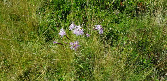 Image of Dianthus superbus subsp. alpestris Celak.