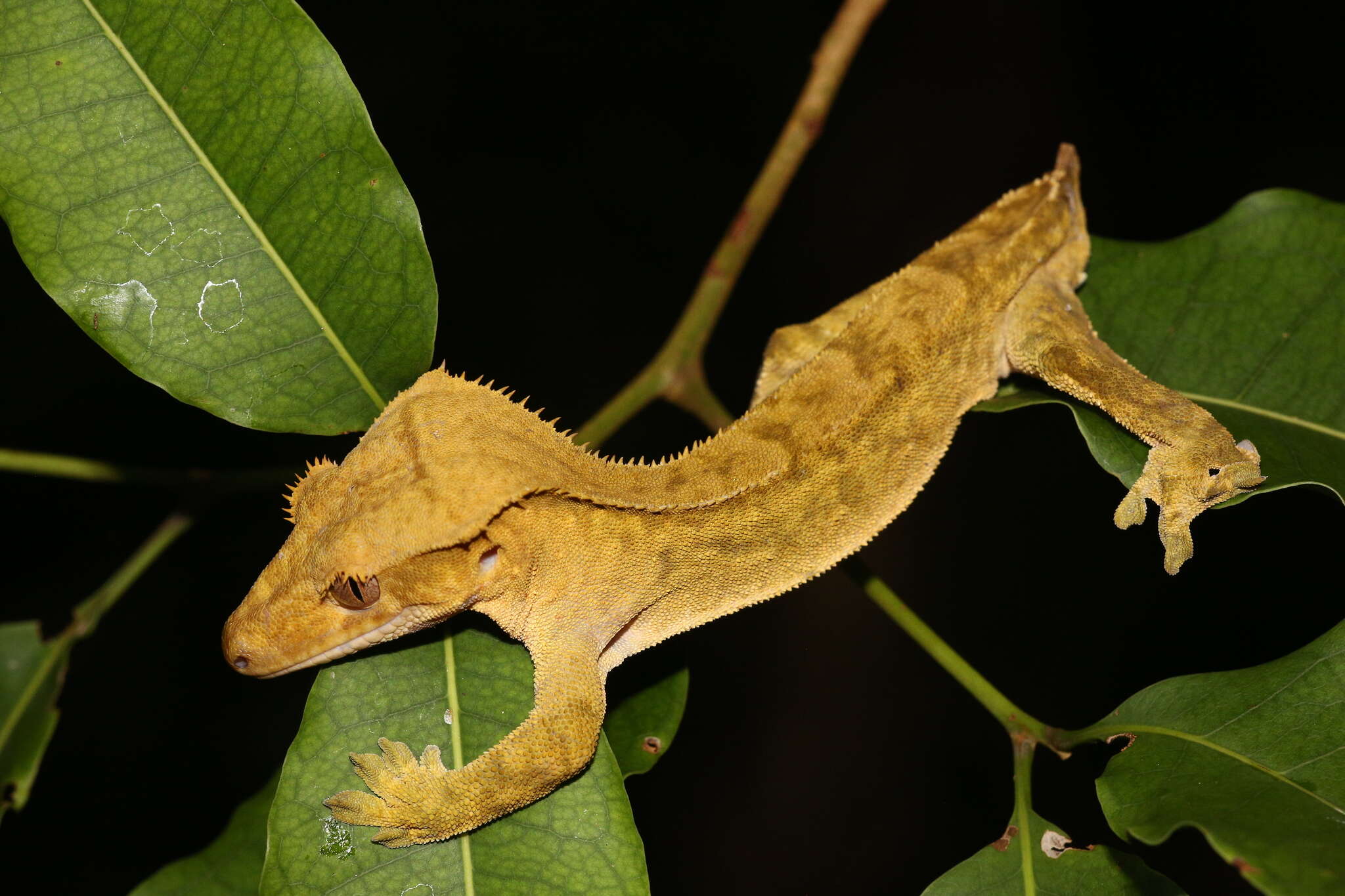 Image of Crested Gecko