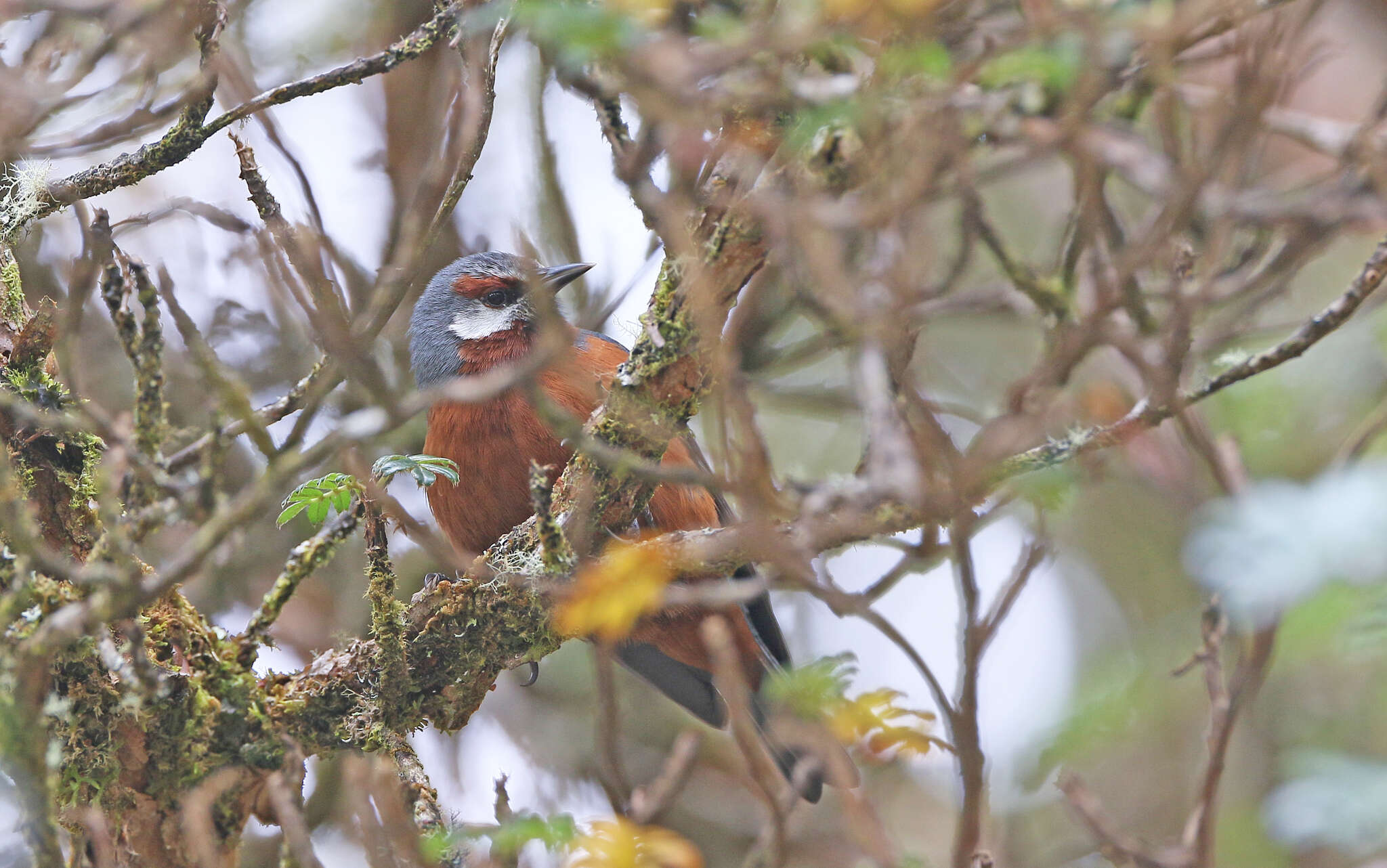 Image of Giant Conebill