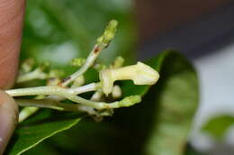 Image of Palicourea garciae Standl.