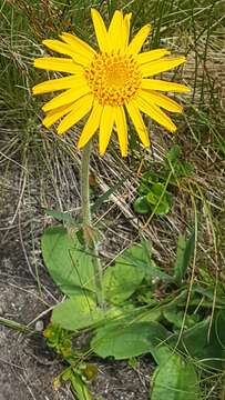 Image of mountain arnica