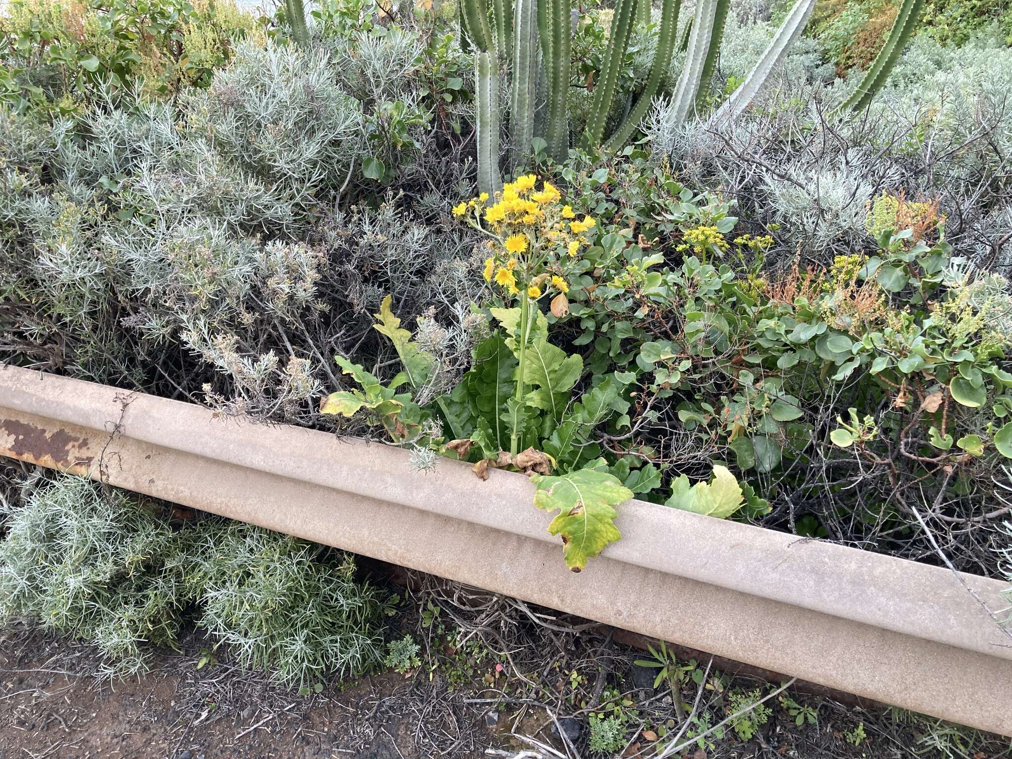 Image of Sonchus bornmuelleri Pitard