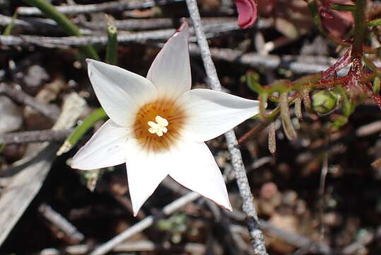 Image of Romulea toximontana M. P. de Vos