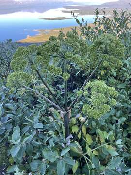 Image of Angelica archangelica subsp. archangelica