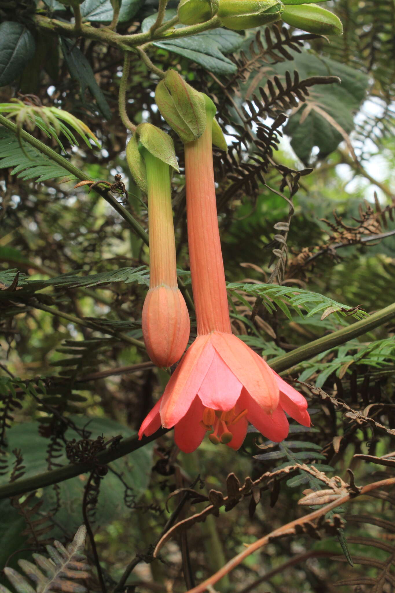 Image of Passiflora crispolanata Uribe