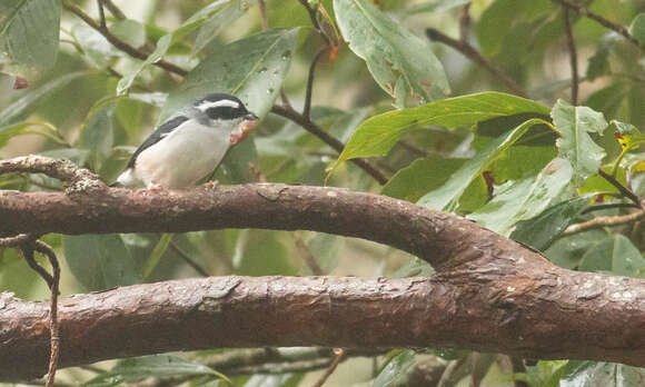 Image of Blyth's Shrike Babbler