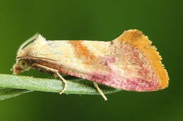 Imagem de Cochylis flaviciliana Westwood 1849