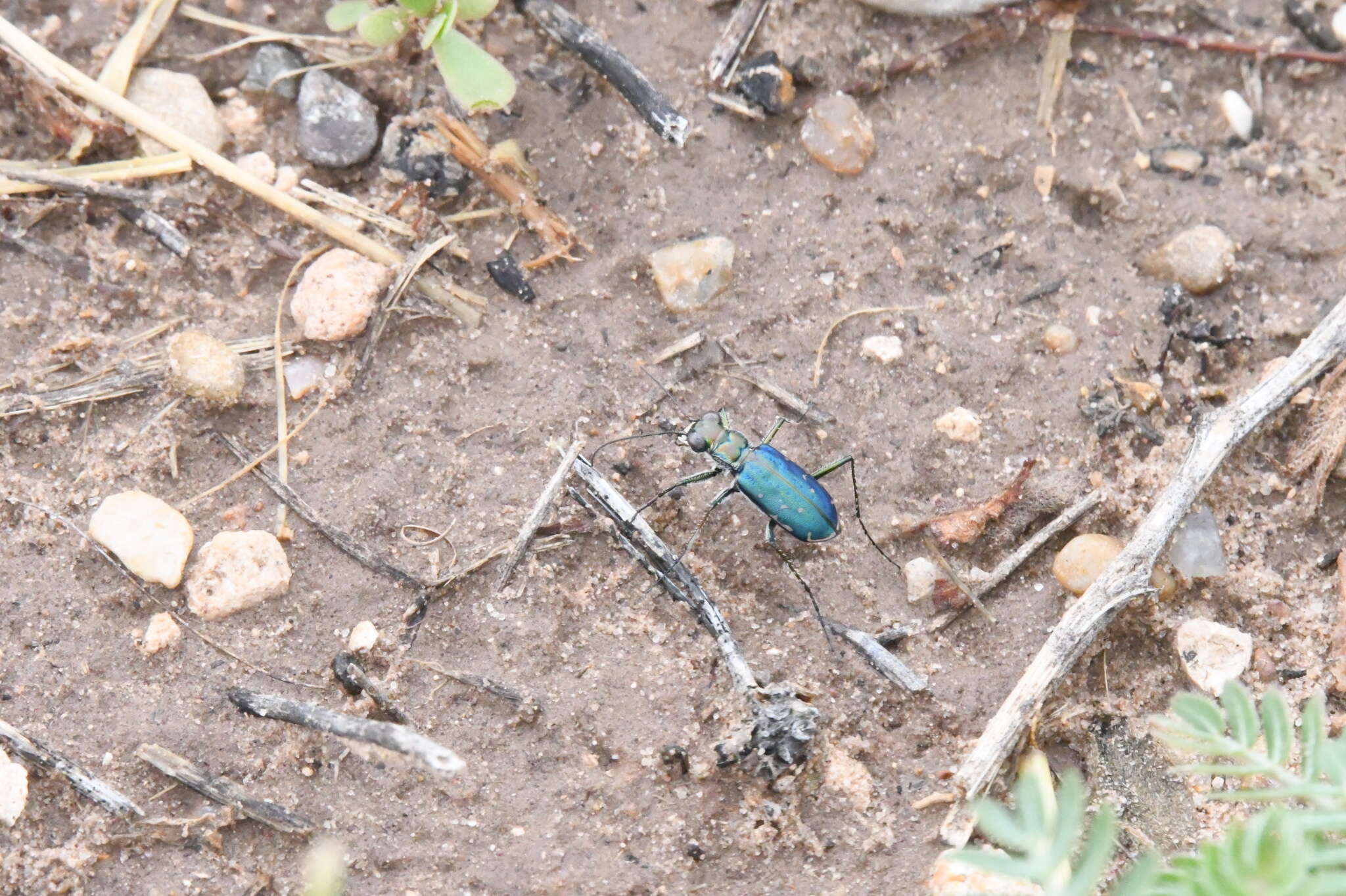 Image of Cicindela (Cicindelidia) punctulata chihuahuae Bates 1890