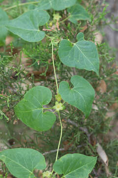 Image of plateau milkvine