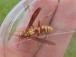 Image of Polistes apachus de Saussure 1857