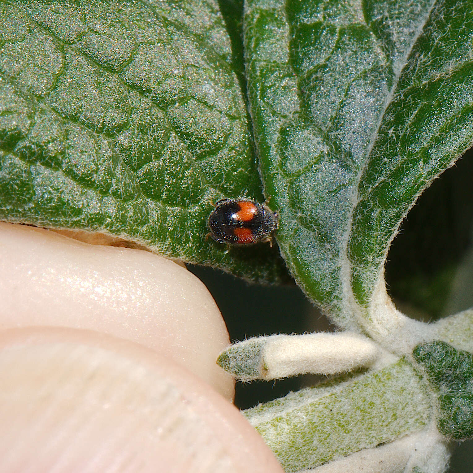 Image of Minute two-spotted ladybird beetle