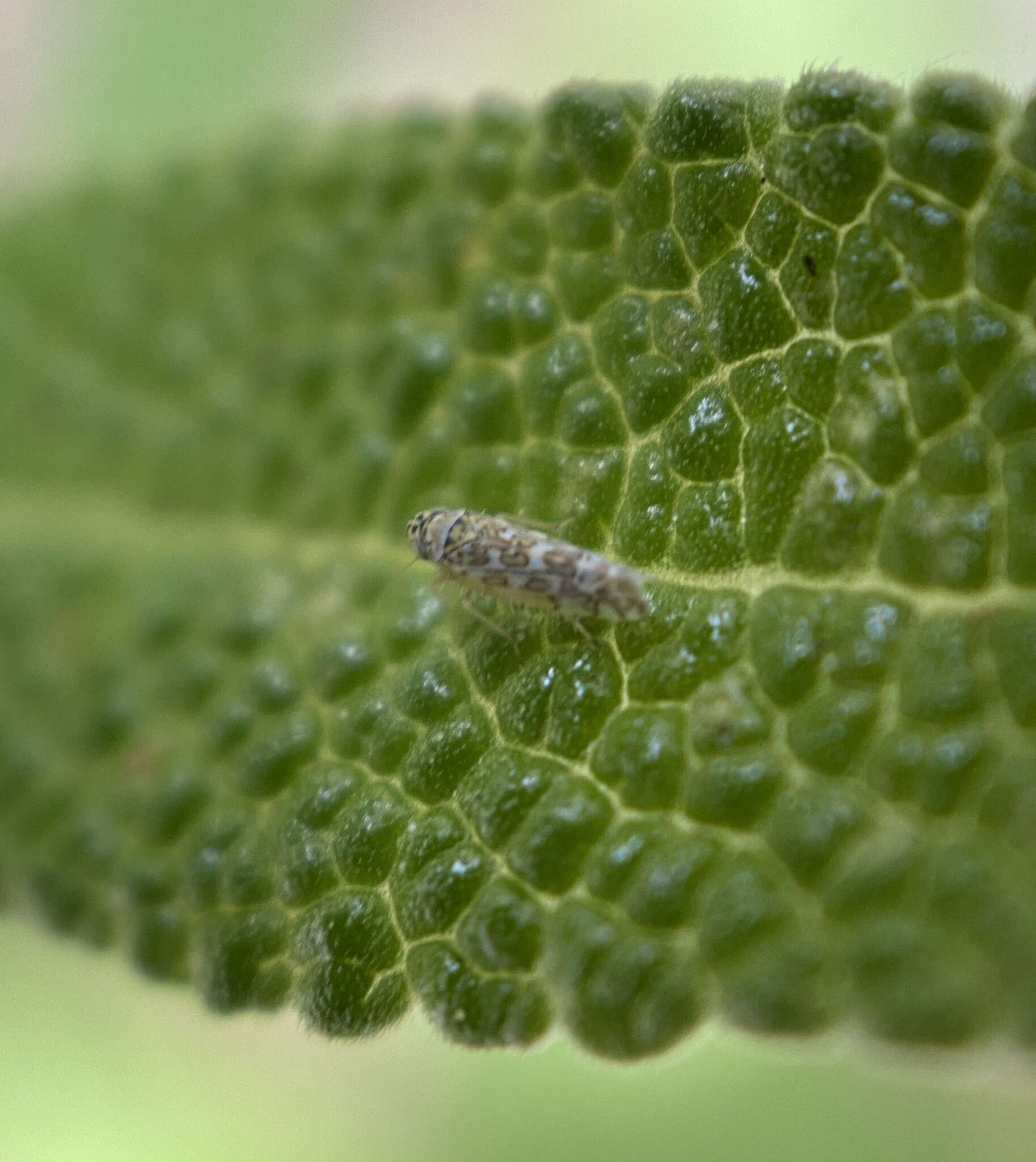 Image of Ligurian Leafhopper