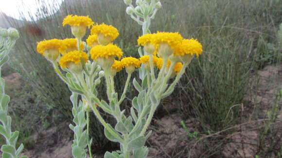 Image of Athanasia pubescens (L.) L.