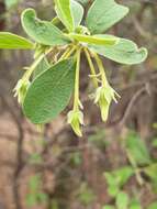 Sivun Diospyros lycioides subsp. guerkei (Kuntze) De Winter kuva