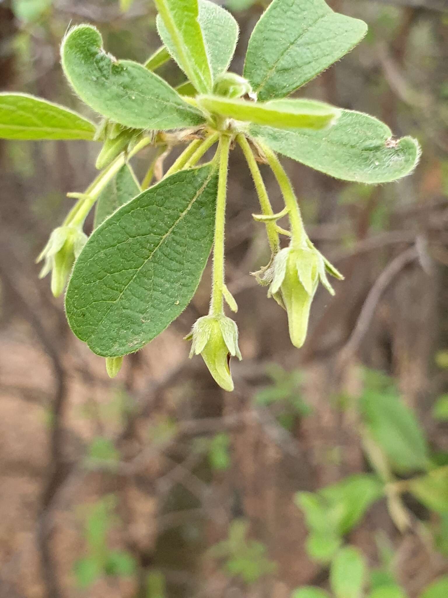 Diospyros lycioides subsp. guerkei (Kuntze) De Winter的圖片