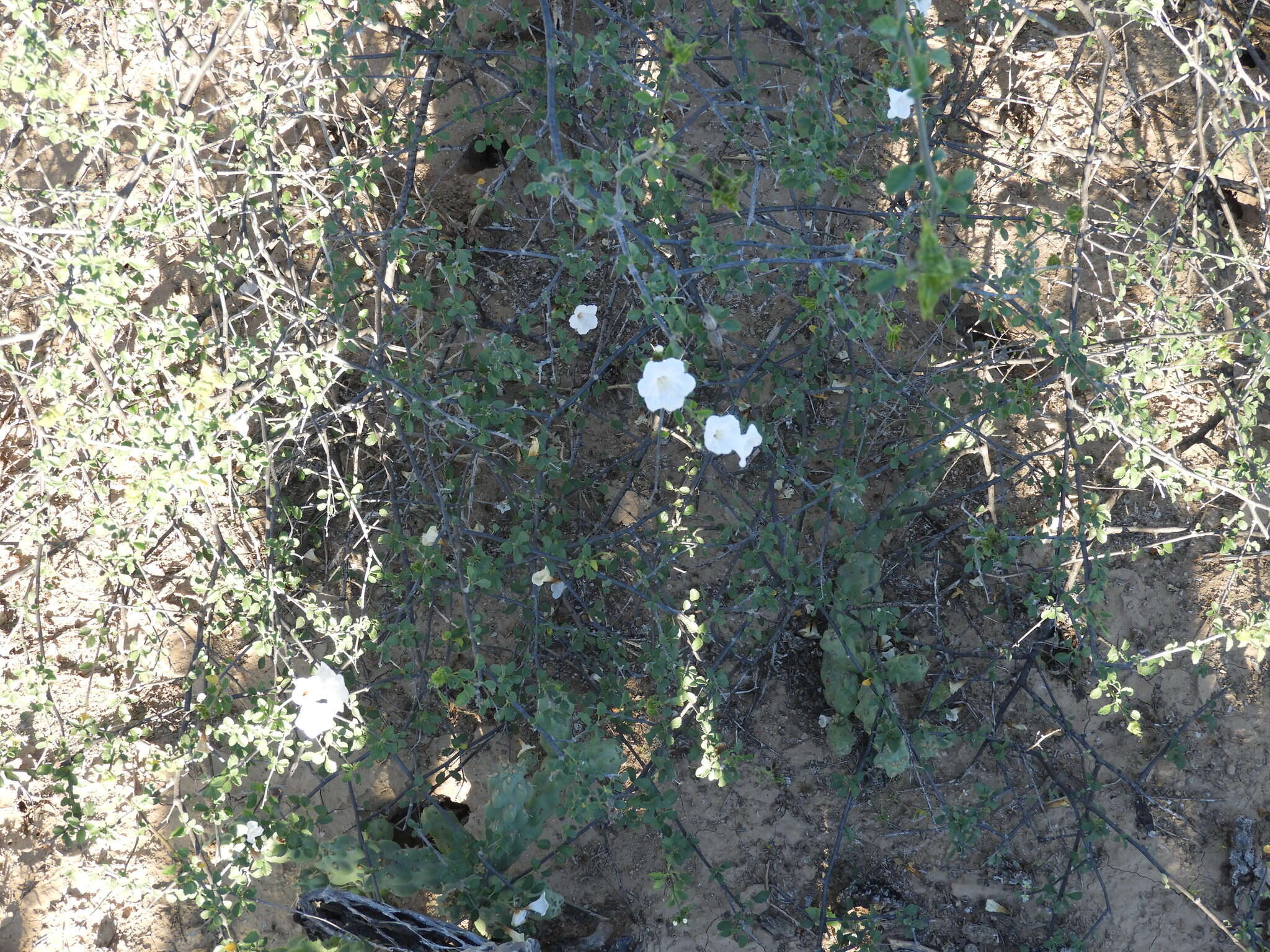 Cordia parvifolia A. DC. resmi