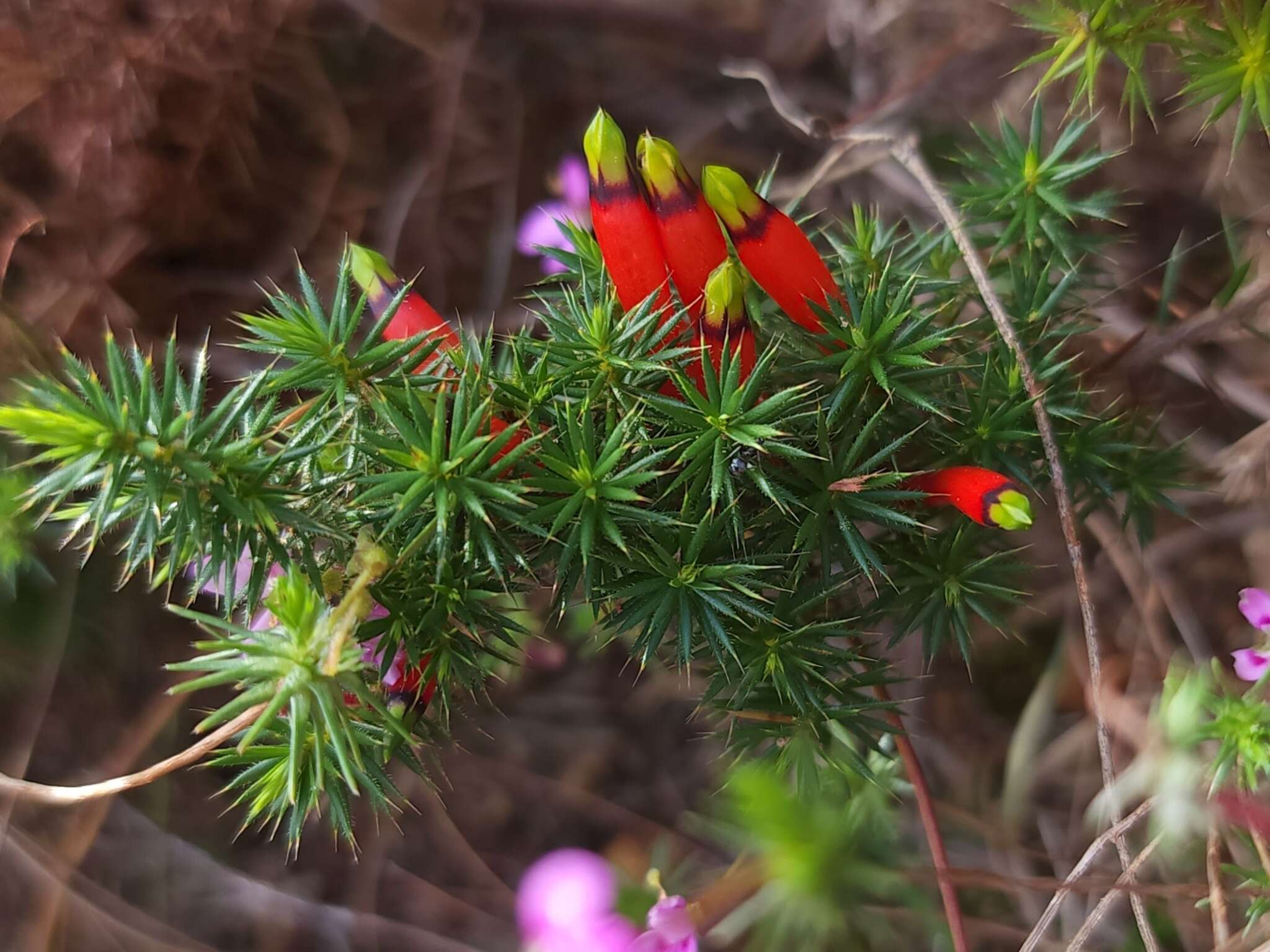 Image of Astroloma foliosum Sond.