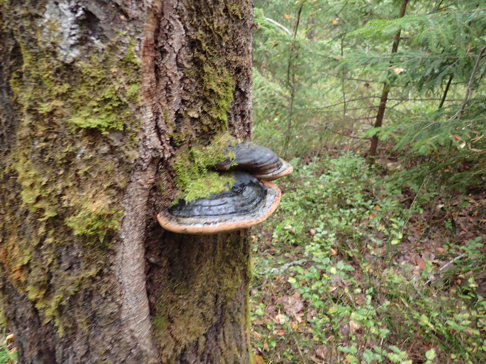 Image of Phellinus populicola Niemelä 1975