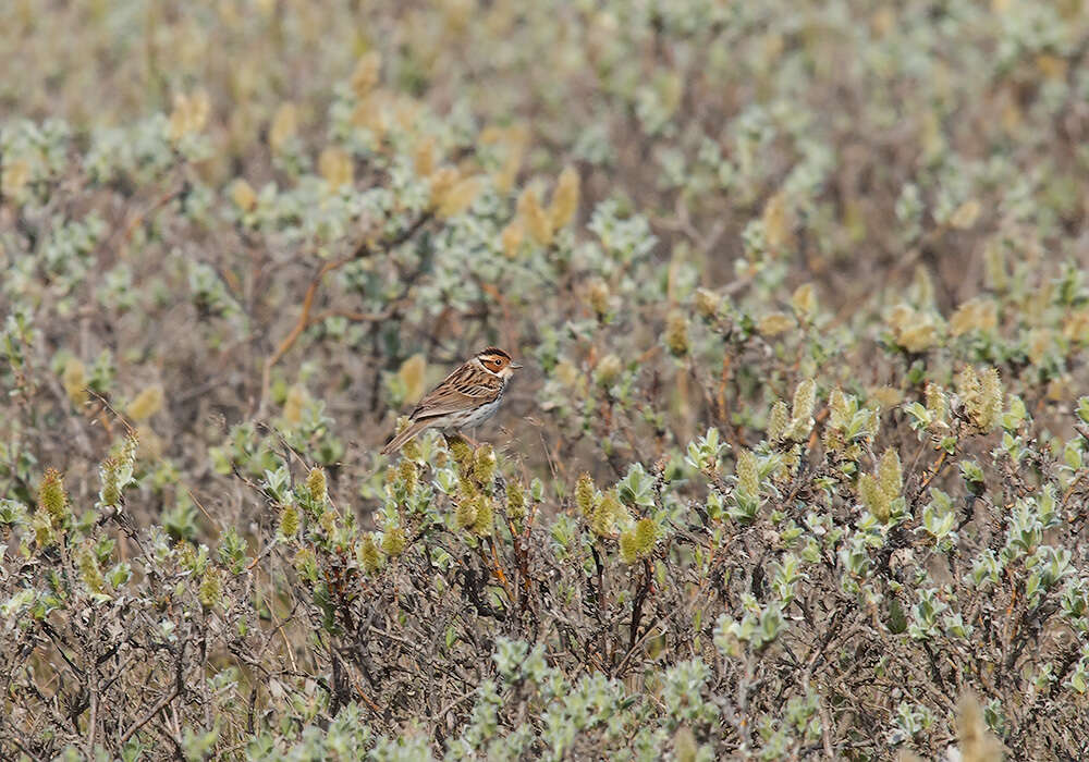 Image de Bruant nain