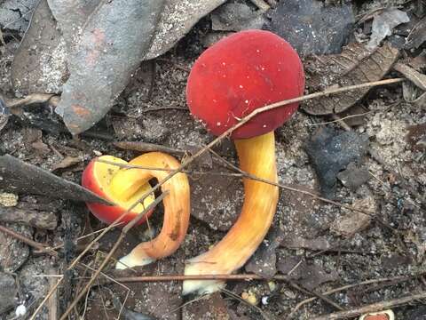 Imagem de Hortiboletus campestris (A. H. Sm. & Thiers) Biketova & Wasser 2015