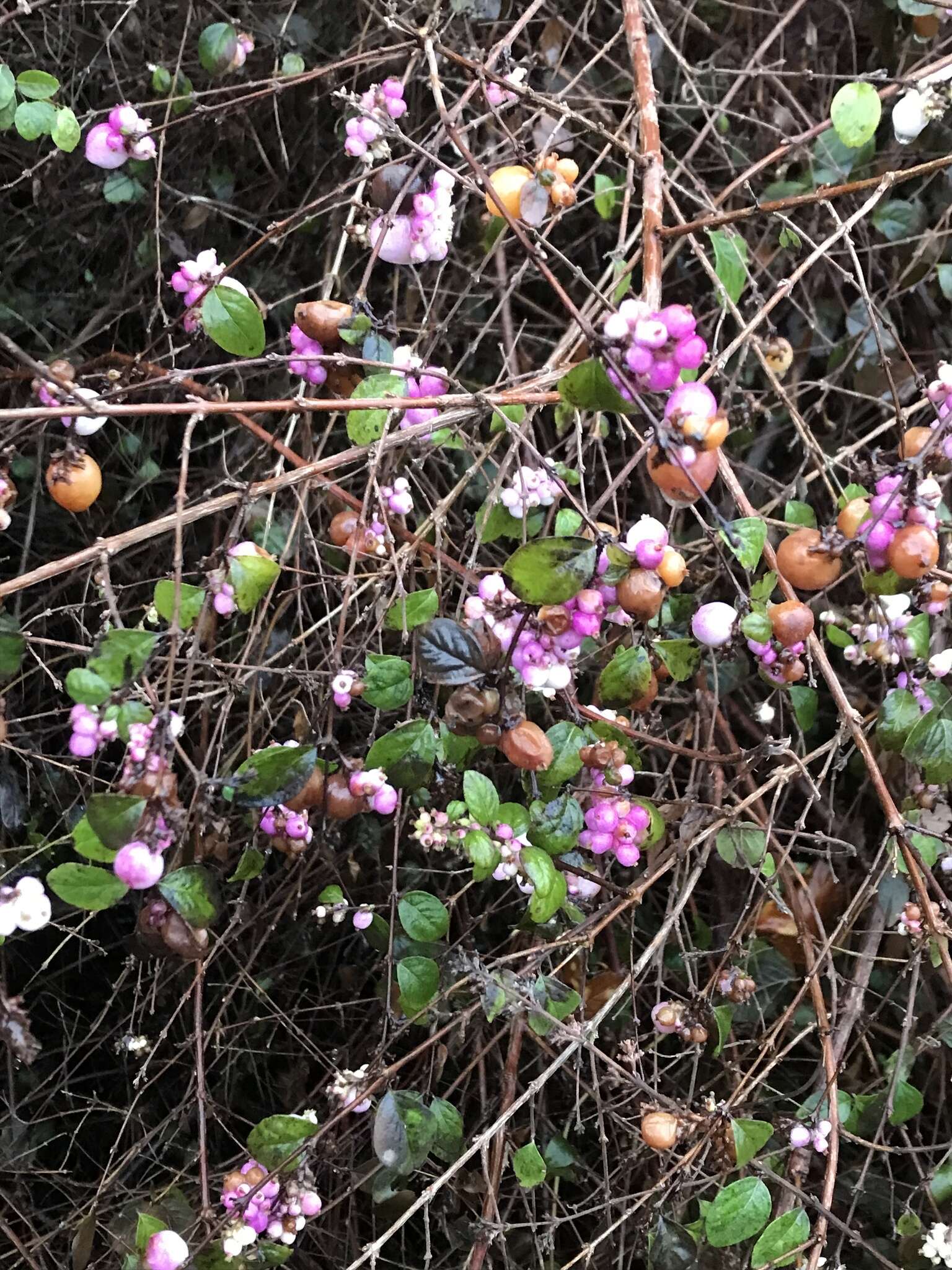 Image of Symphoricarpos × chenaultii Rehder