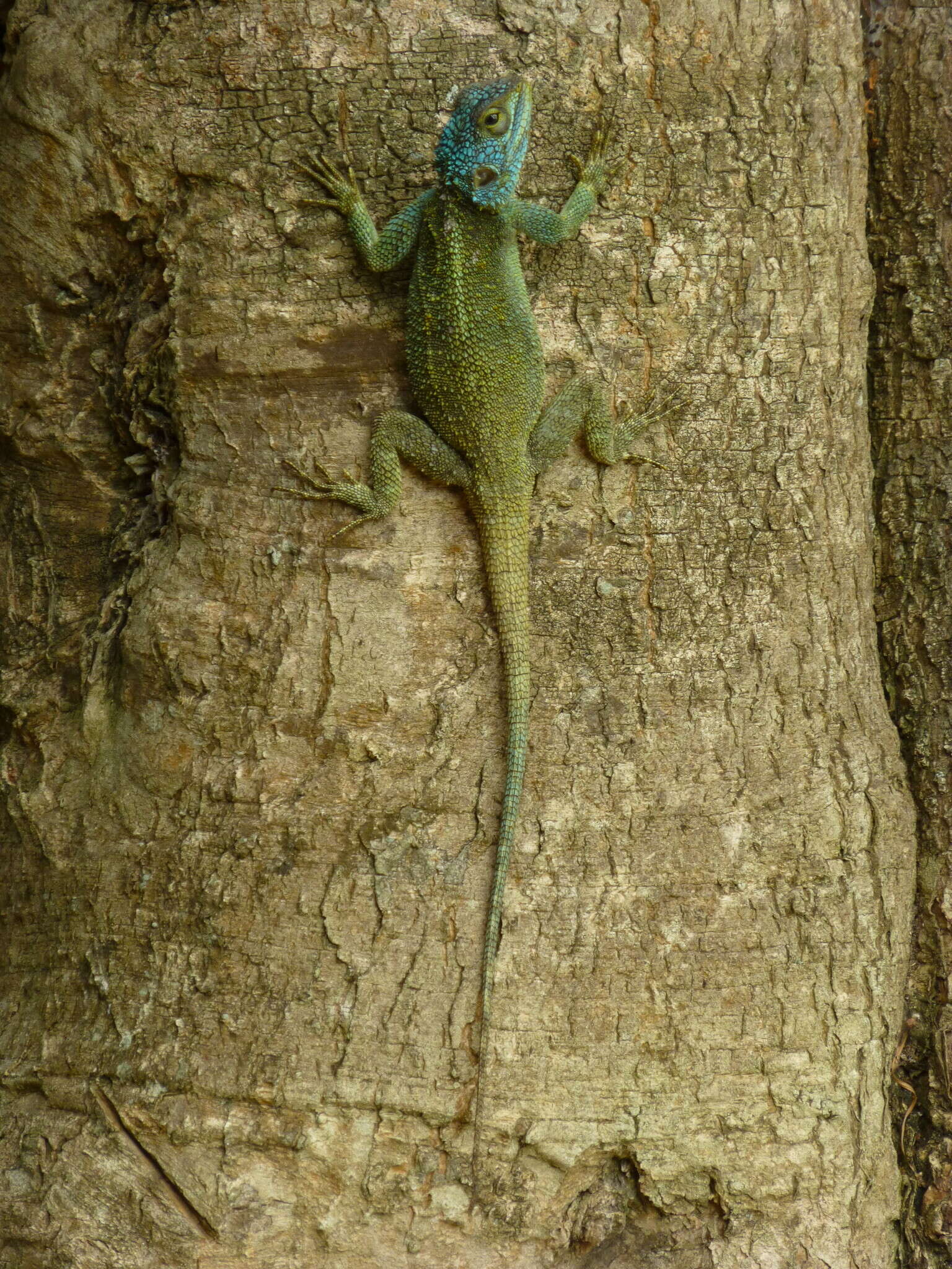 Image of Acanthocercus ugandaensis (Klausewitz 1957)